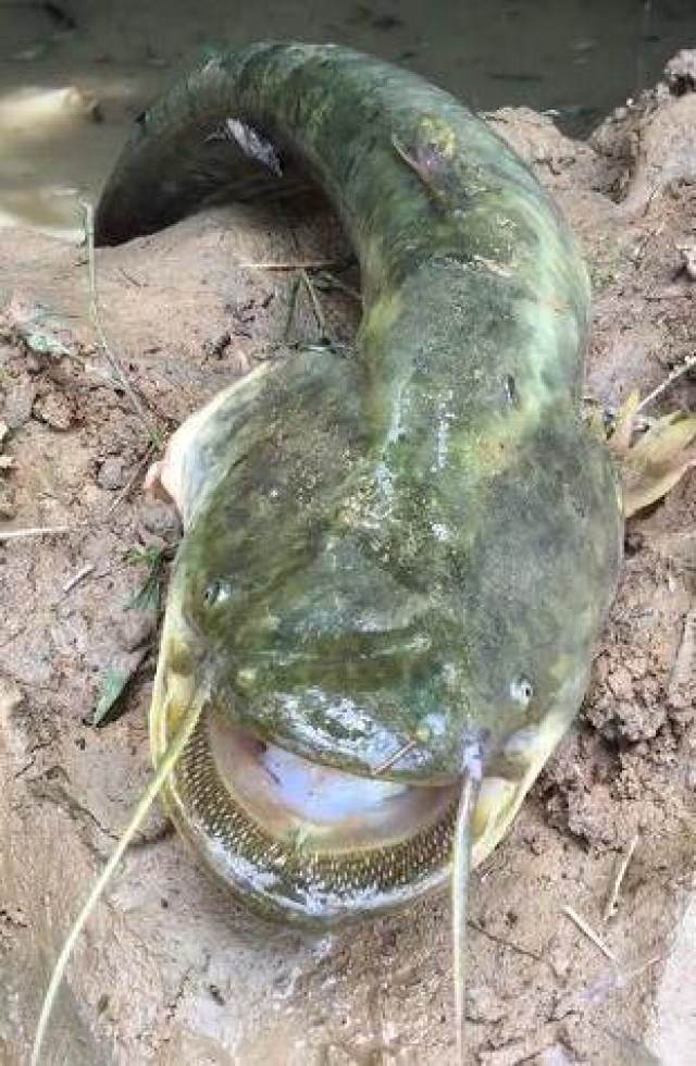 大叔水沟边发现泥洞,把手伸进去有意外惊喜