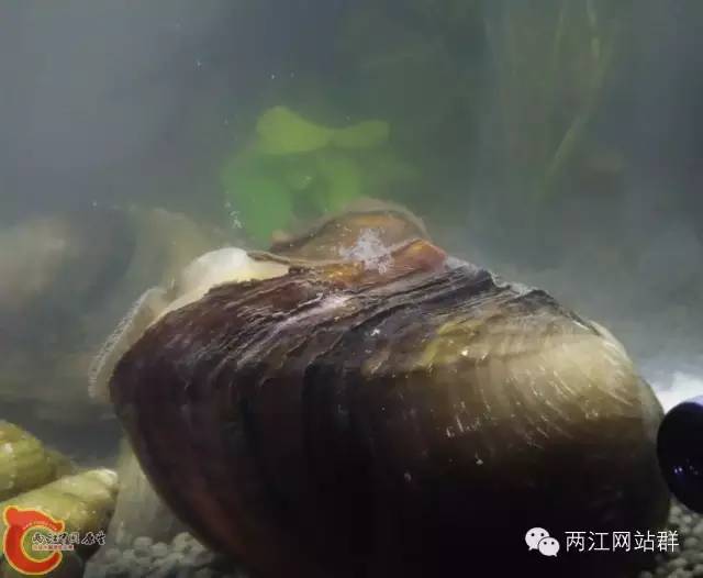 排钩介幼虫咯