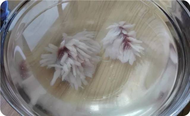 【舌尖美食】 赏心悦目,酸甜可口的菊花鱼