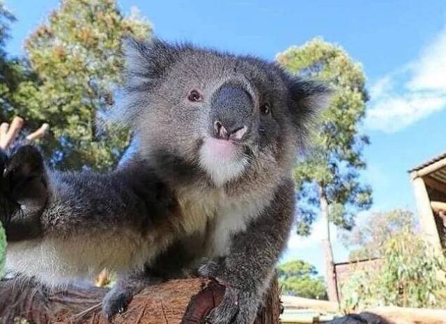 澳洲留学都有啥优缺点?国外知乎的答案让人意