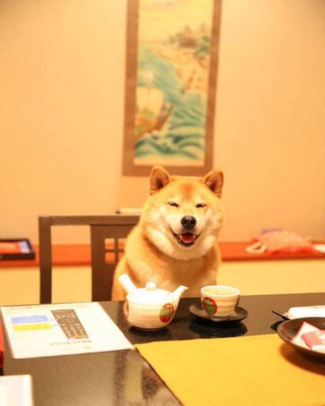 新年旺旺旺~从换个狗头开始!