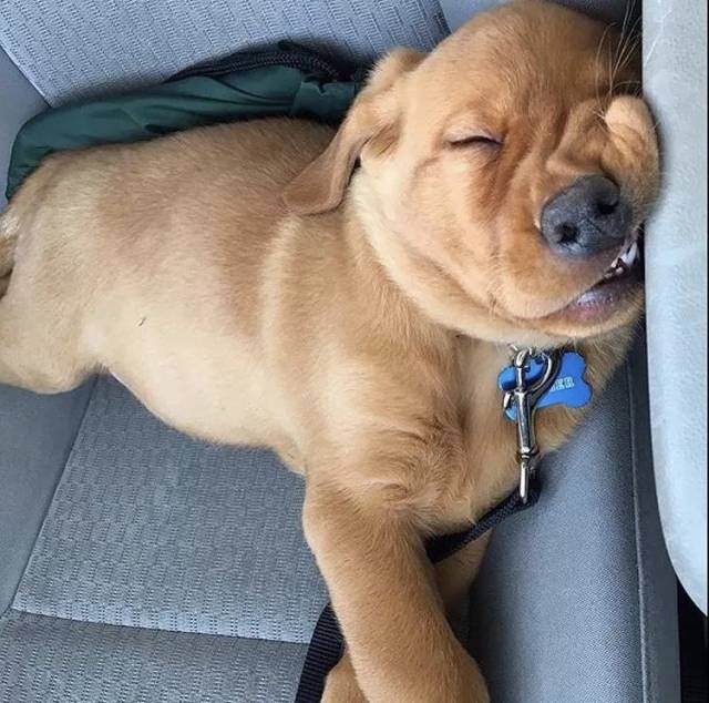 有一种财运叫旺旺旺,有一种萌物叫汪汪汪!