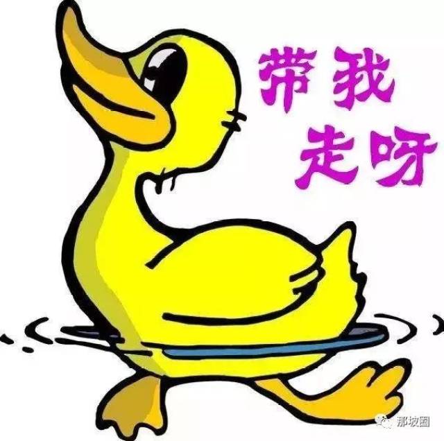 那坡县大年初一抢头鸭●抢头彩活动,五百只活鸭鸭落谁家?