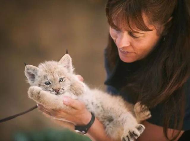 猞猁宝宝,兔狲猫,猞猁尾巴_文秘苑图库