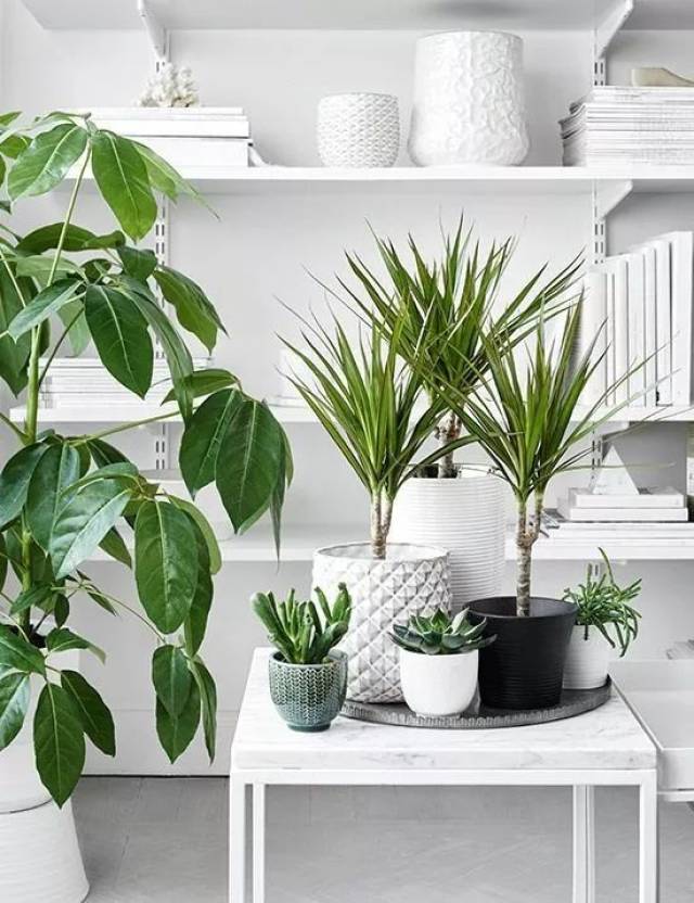 家庭必备,每个家里都少不了它 —— 植物.