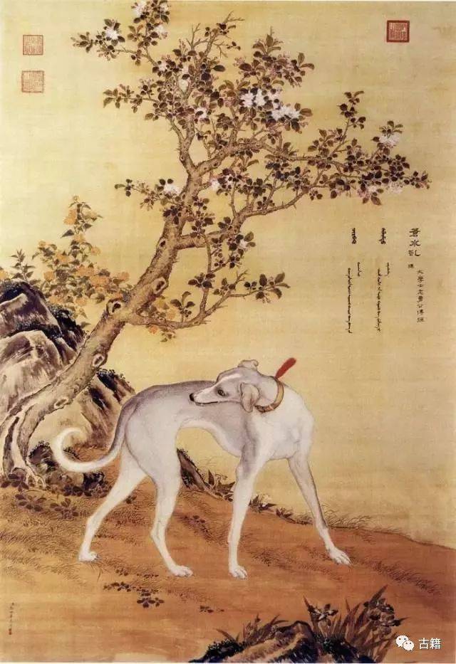 蔡伟：郎世宁“康熙细犬”和两岸故宫《十骏犬》考_搜狐网