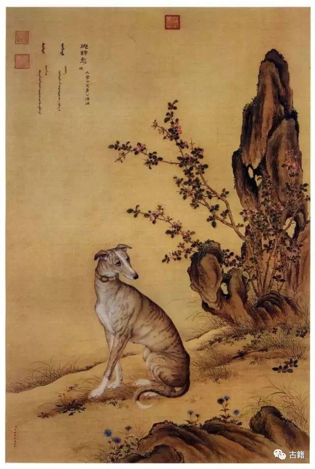 蔡伟：郎世宁“康熙细犬”和两岸故宫《十骏犬》考_搜狐网