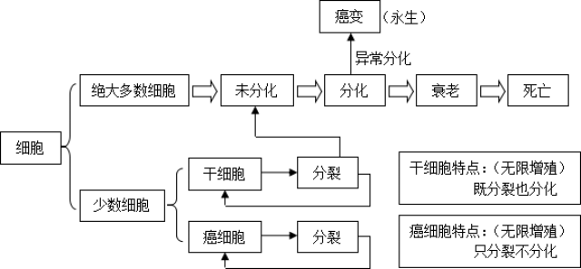1.22癌细胞的特点