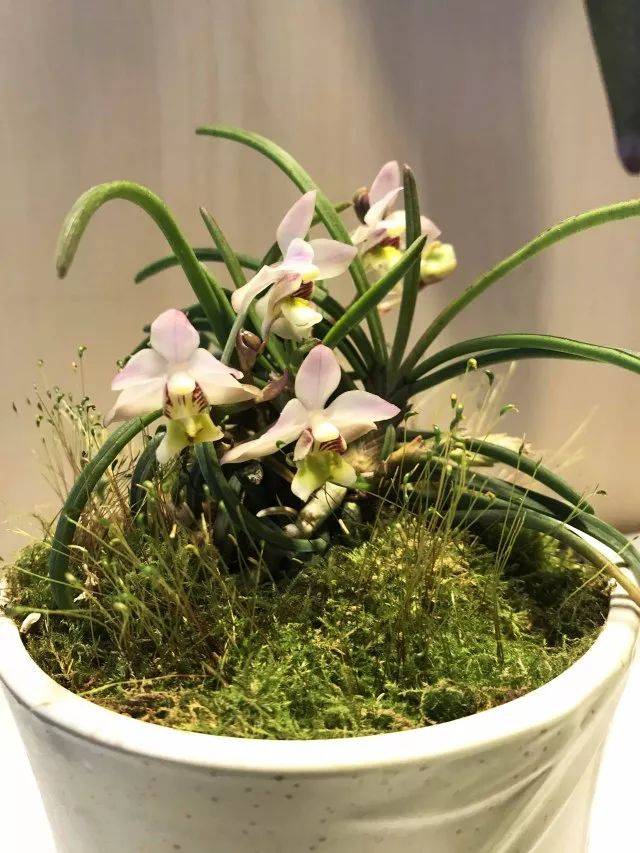 植物園溫室500種蘭花正在上映!