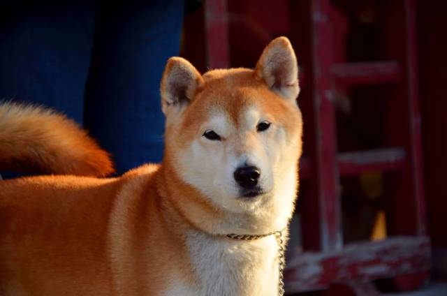 众望大家旺狗的优点太多了话歪理不歪笑的点个赞