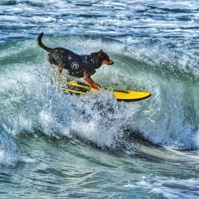 没想到abbie非但没有害怕反倒摇摇晃晃的站起来了 /享受冲浪的abbie