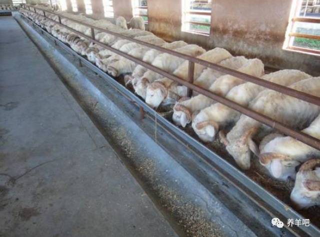 晒一晒塑料羊床,最简单快速的建设羊场!