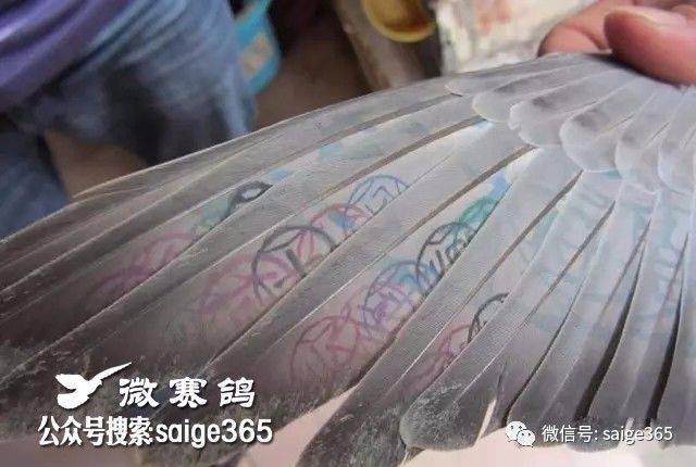 鸽赏图台鸽翅膀上的这些印章你见过吗