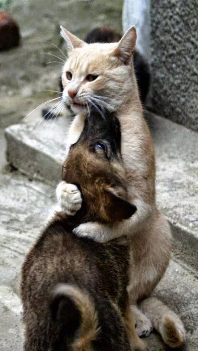 没事,狗兄,我抱抱 不同种族依然可以成为好朋友 ▼