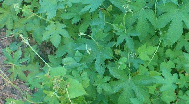 有几种草猪吃后能和饲料猪长的一样胖