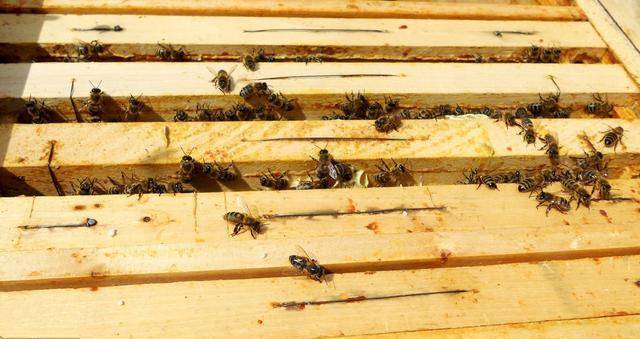 养蜂蜜蜂养殖技术视频播放 蜜蜂养殖技术视频全集免费提供