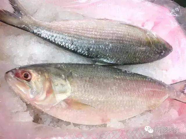 命鱼,春只鱼,敏鱼图片_文秘苑图库