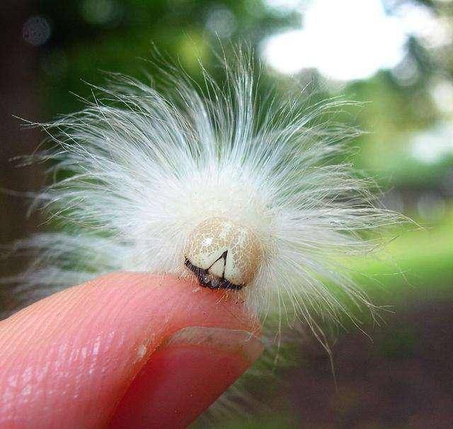 在美国密苏里州,有人发现一只毛毛虫长着狂野的白色毛发,与爱因斯坦尤