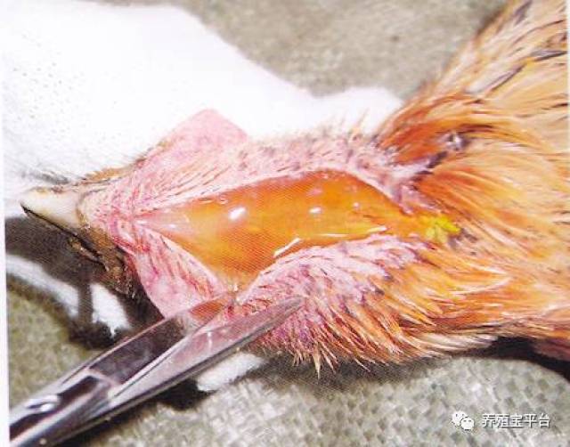 春季鸡常见八大呼吸道疾病的鉴别与诊断(附全量病例图)