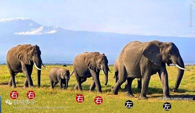 这些长鼻子族采用了另类的走路方式: 顺拐 也就是 同手同脚 并且每次
