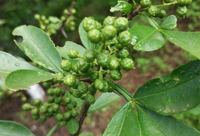 花椒樹栽培技術|青花椒實用栽培技術之整形修剪