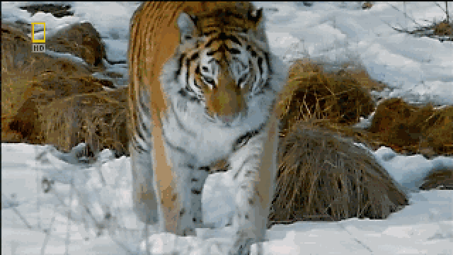 老虎可爱表情包动态图片