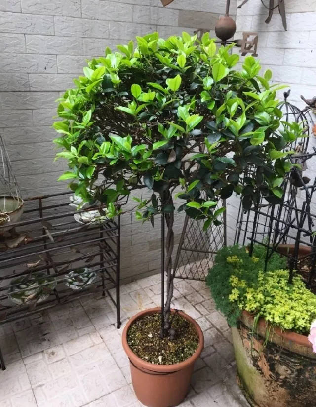 左边是美洲柏 右边的为蓝色波尔瓦 ▲背景是一颗月桂棒棒糖