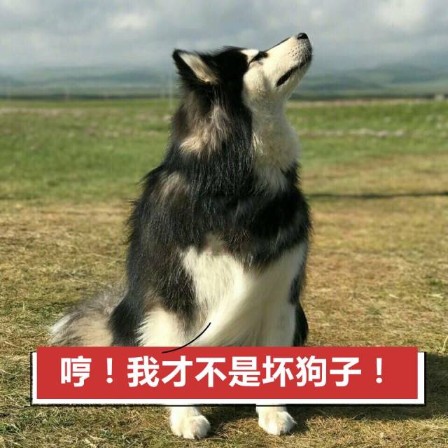 由此衍生出来的这种 忠犬文化