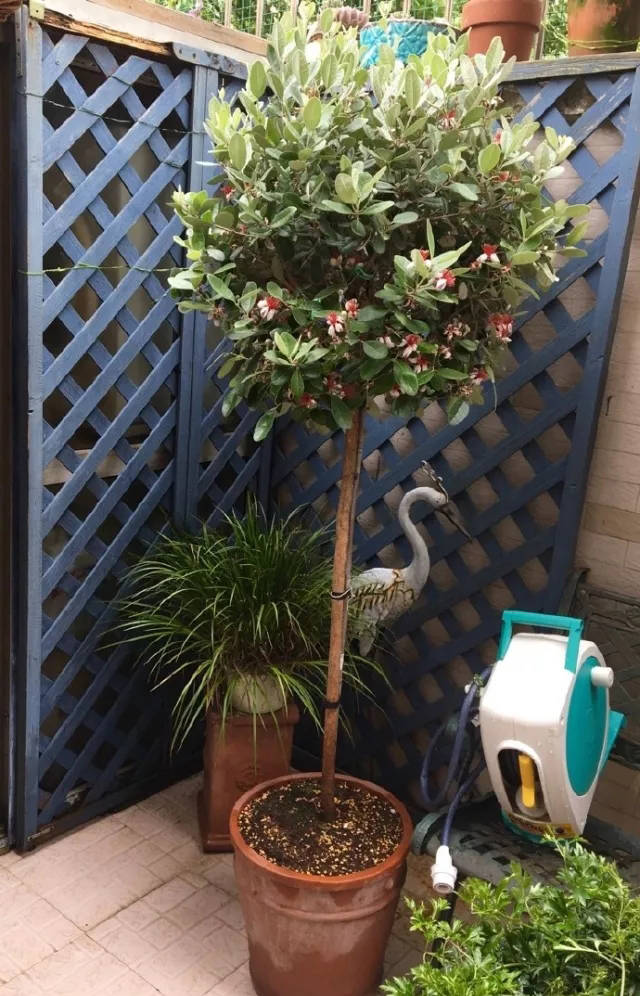 菲油果棒棒糖 花友俩淘气妞的娘