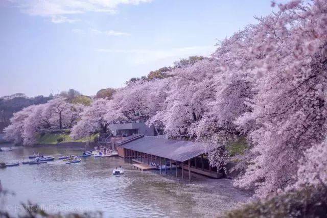 【又到櫻花浪漫時】日本最美櫻花路線,尋找被春天臨幸的感覺