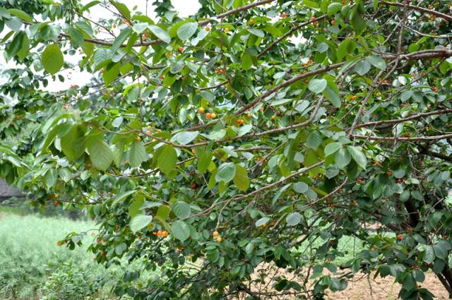 很多村民把刚刚摘下的樱桃摆在路边出售.