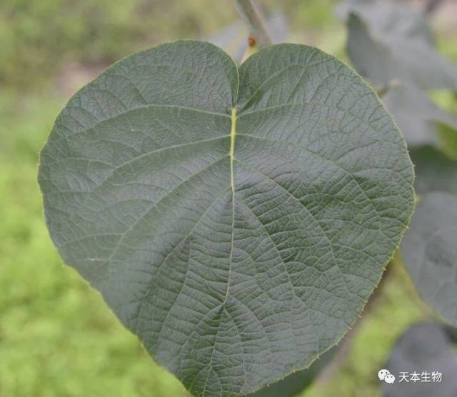 猕猴桃公树的叶子图片图片
