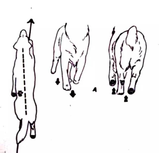 如何通过狗的运动看出结构好坏?