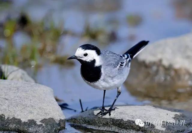 【rlyl物种说】今日--白鹡鸰(white wagtail)