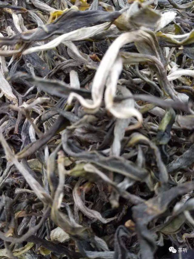 普洱茶条索