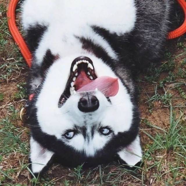 哈士奇,你简直就是行走于人间的表情包!