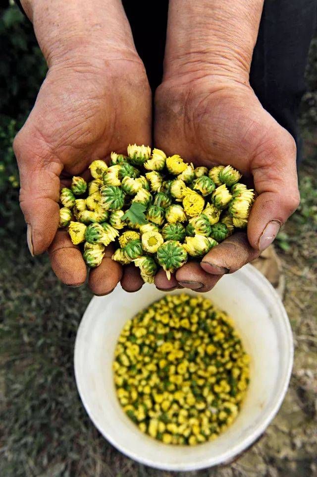 浙江桐乡石门桂花村杭白菊生态园中,老菊农采摘下的一小桶胎菊.