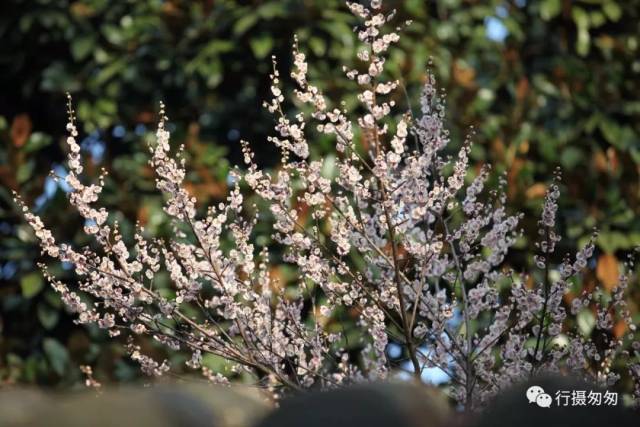 在《随园记》中:"登小仓山,诸景隆然上浮,凡江湖之大,云烟之变,非山之