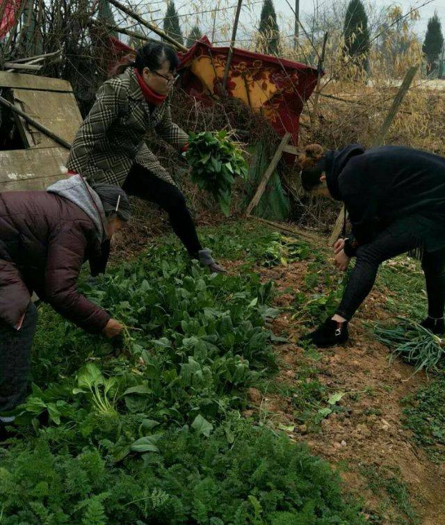 图中主人刘碧微(左二):春节回家陪妈妈(左一)在菜地干活.