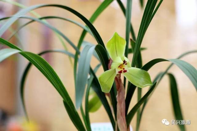 移沿山春兰展带你走进吴兴春天赏花季!