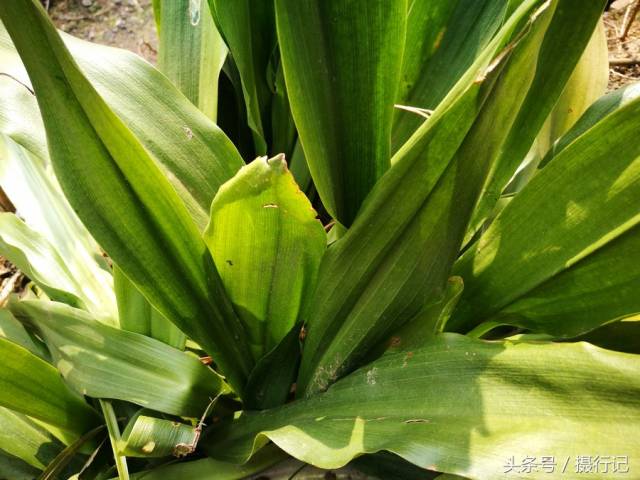 农村一种四季常青的植物,有人称其为"万年青",能治疗咽喉肿等