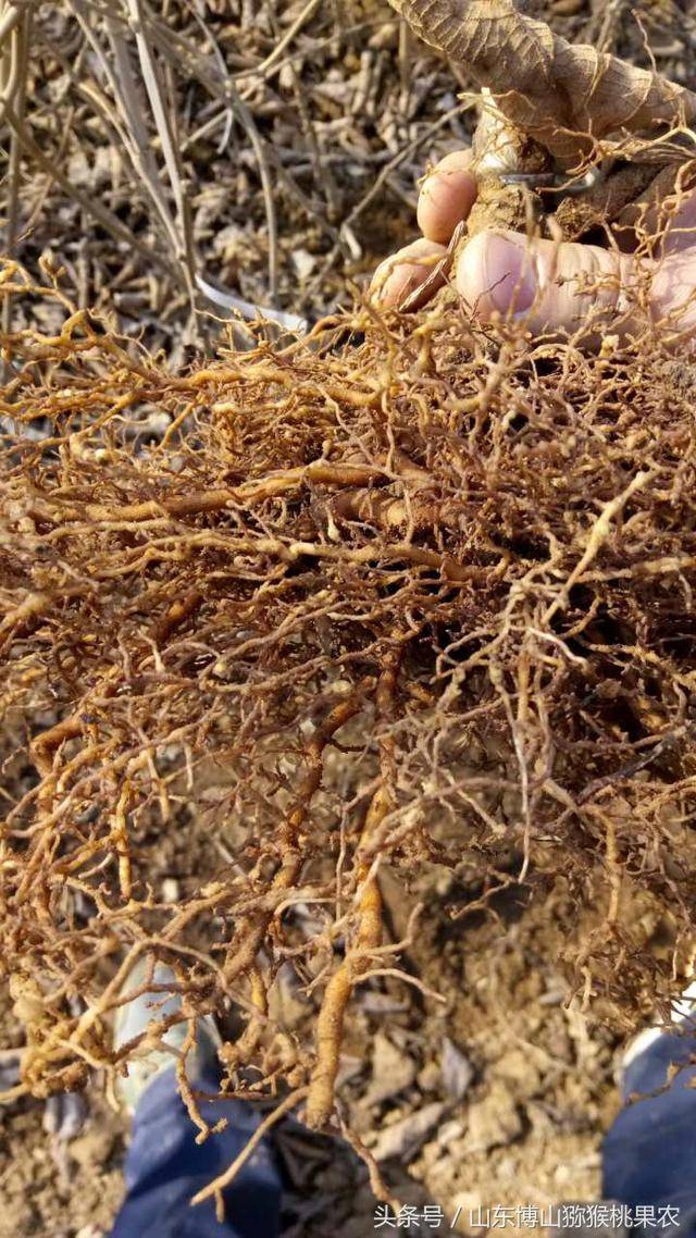 猕猴桃树苗根线虫是大害!山东猕猴桃种植发现引进苗木一定注意