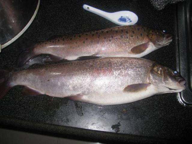 細鱗魚肉質嫩,味道鮮美,生長快,營養價值高,養殖前景廣闊