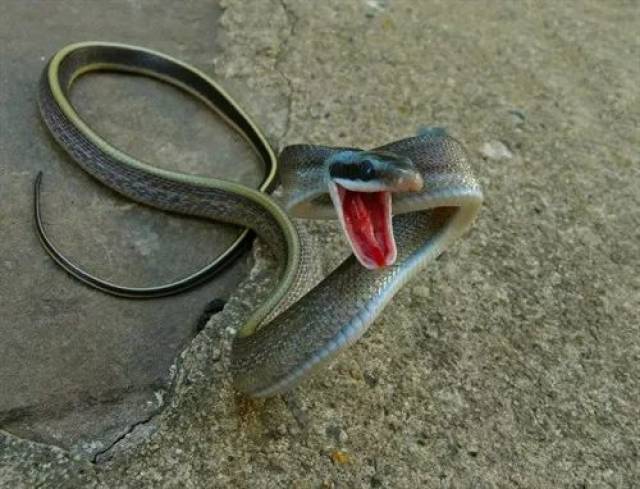 这蛇应该就是彩虹糖成精了吧?