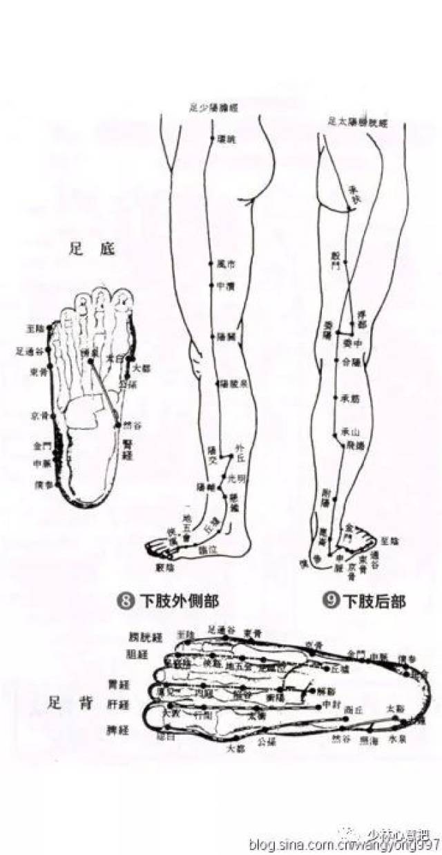 人體下肢外側部 下肢後部穴位圖