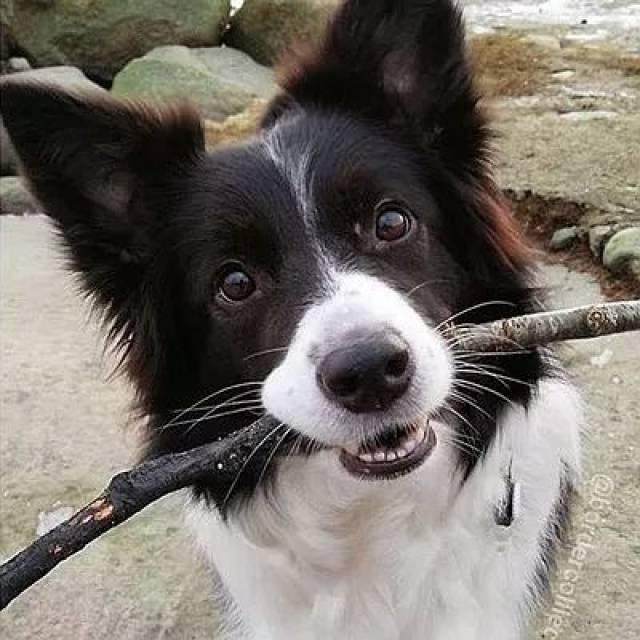 科普|智商最高的狗是什么?答案你根本想不到!