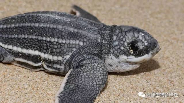 海洋科普(302)| 大海龟:棱皮龟