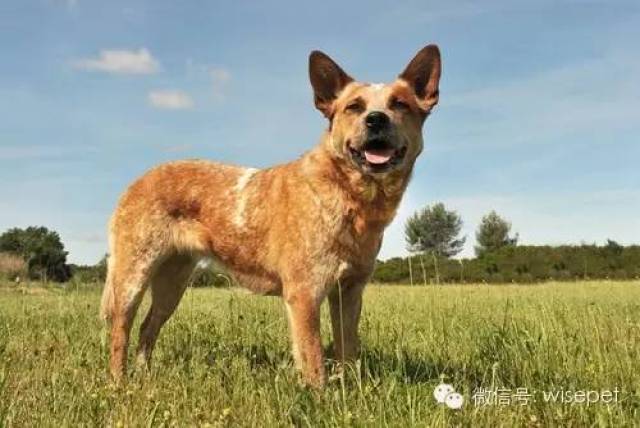 4----澳大利亞牧牛犬 australian cattle dog