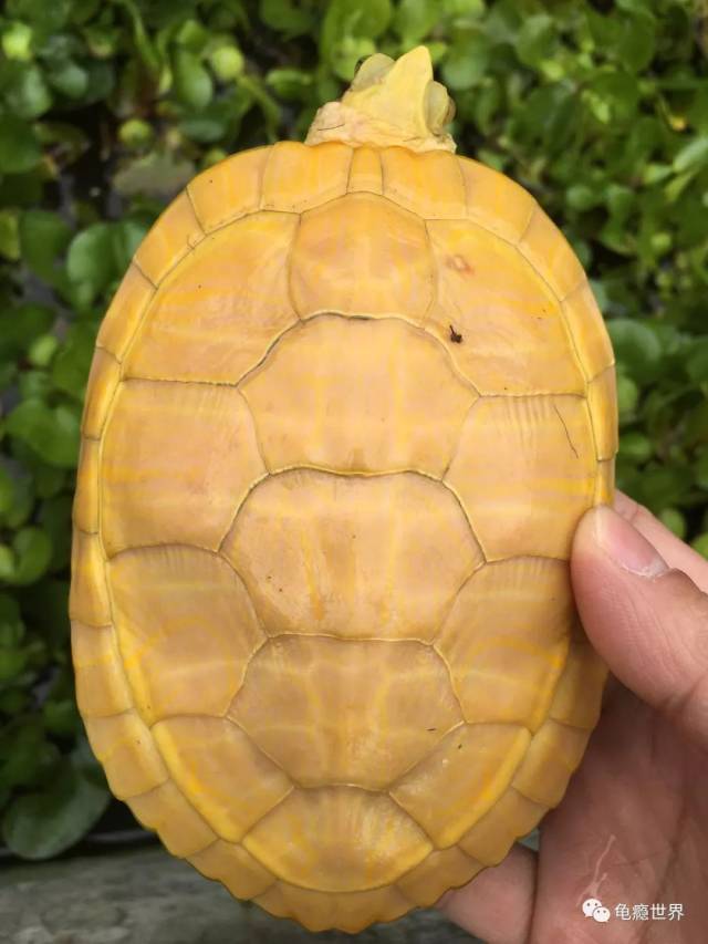 黄化巴西龟即t 白化,瞳孔是暗红色,虹膜是金色,有眼线,壳色也是金黄色