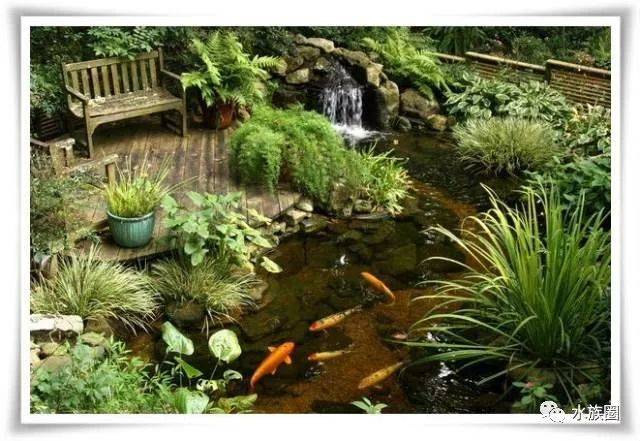 加入小鱼,可以吃掉水中的蚊子幼虫孑孓等小虫 尽管设置鱼池鱼缸(芍亮